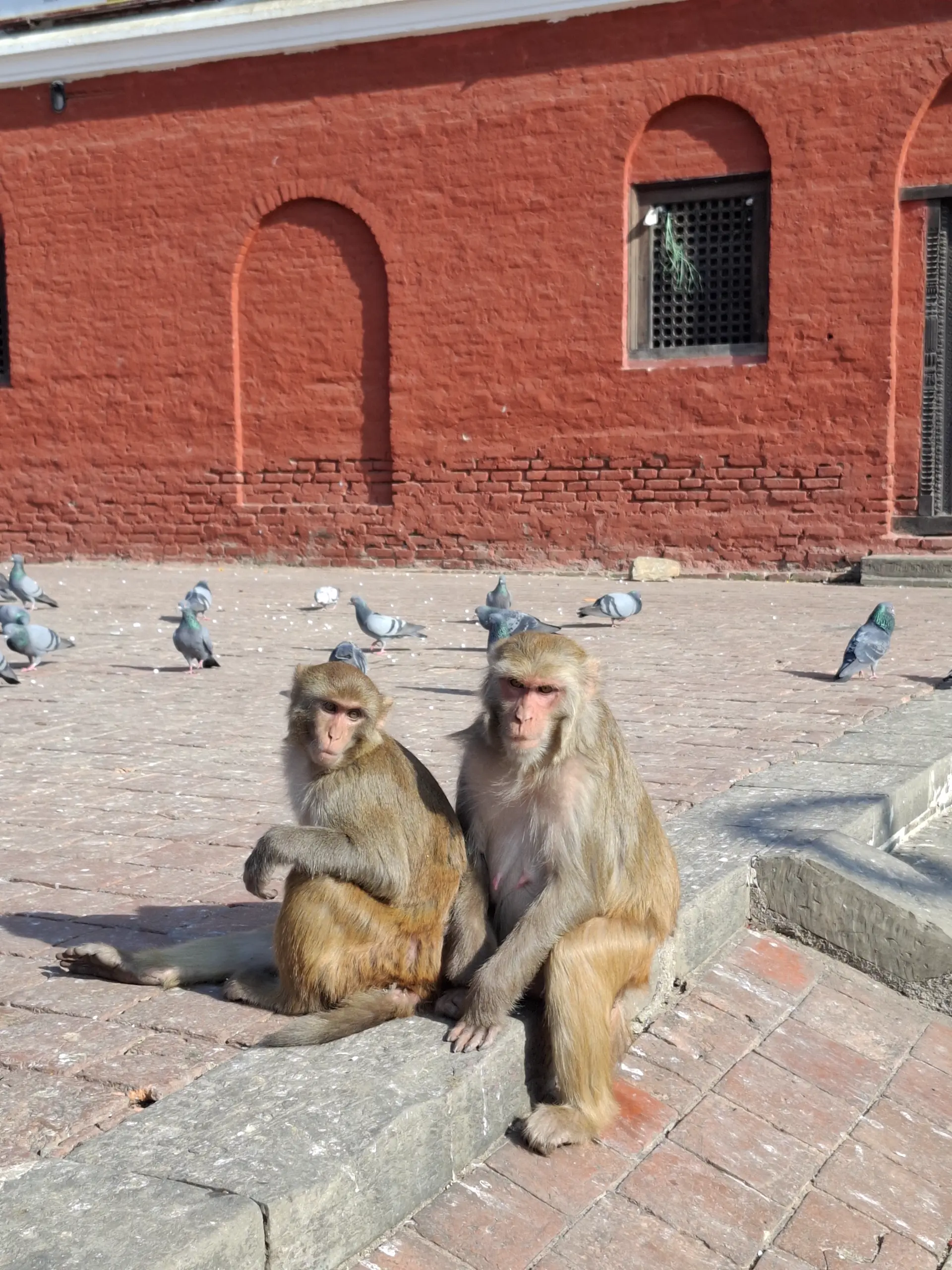 Monkey